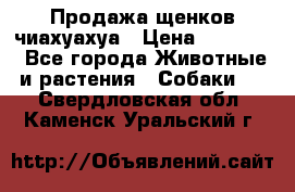 Продажа щенков чиахуахуа › Цена ­ 12 000 - Все города Животные и растения » Собаки   . Свердловская обл.,Каменск-Уральский г.